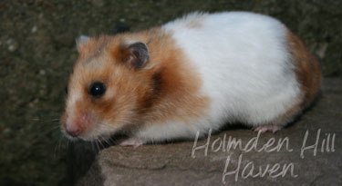 Starla- Golden Tortoiseshell and White (Banded) Satin Shorthaired